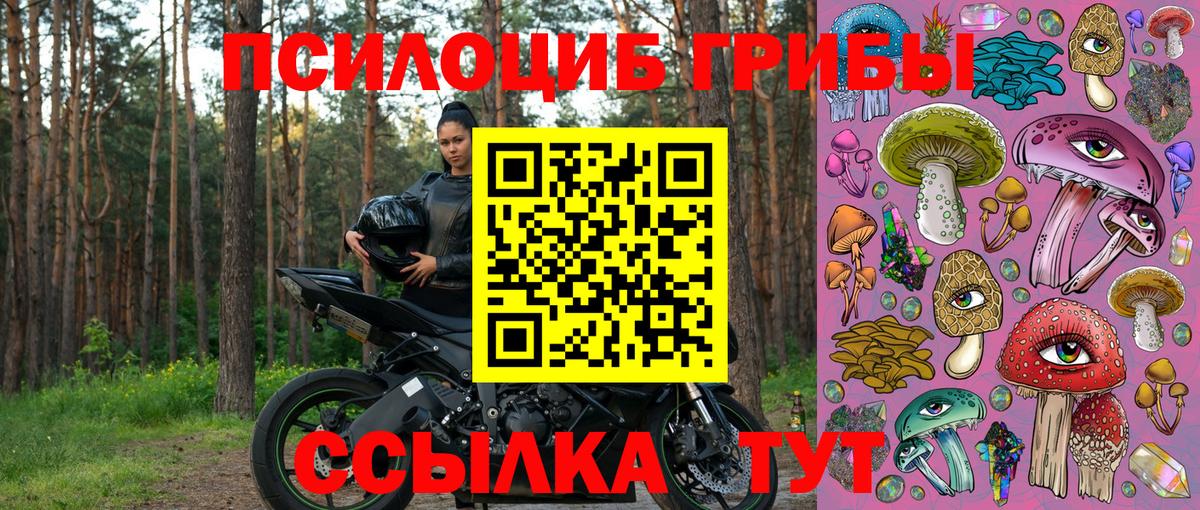 Псилоцибиновые грибы Psilocybine cubensis Северобайкальск